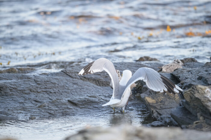 Fiskemåke (Larus canus)