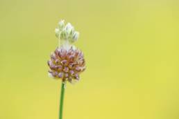 Strandløk - Wild Garlic (Allium vineale)