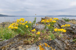 Tiriltunge (Lotus corniculatus)