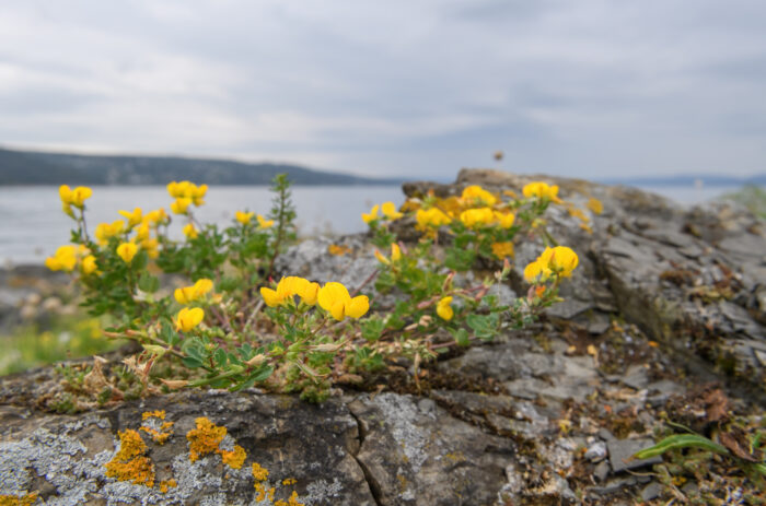 Tiriltunge (Lotus corniculatus)