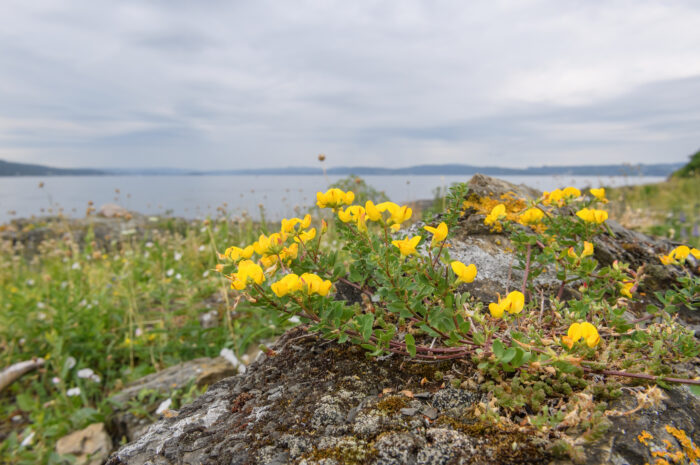 Tiriltunge (Lotus corniculatus)