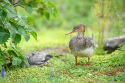 Siland – Red-breasted merganser (Mergus serrator)