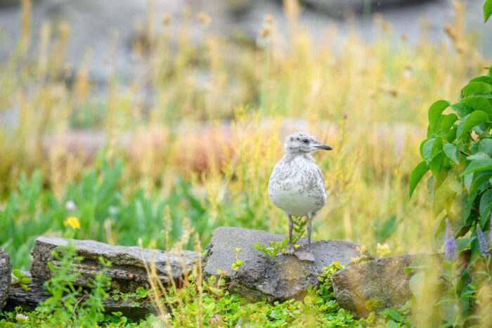 Fiskemåke - Mew gull (Larus canus)