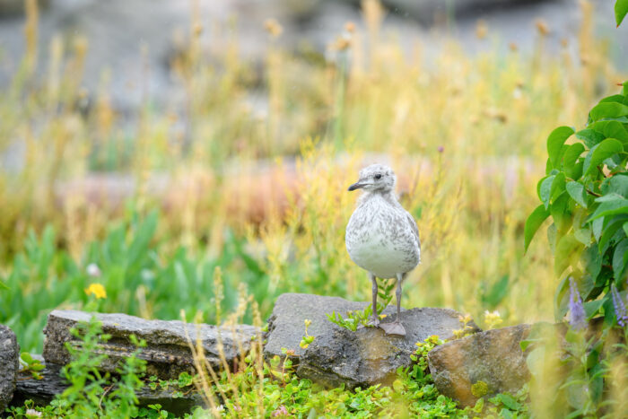 Fiskemåke - Mew gull (Larus canus)