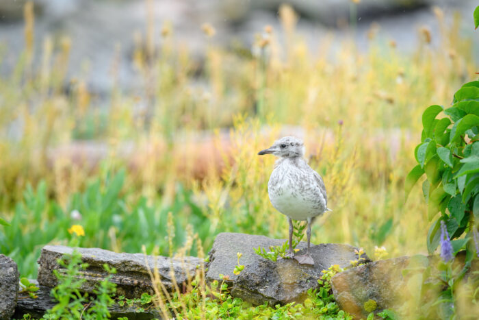 Fiskemåke - Mew gull (Larus canus)