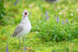 Fiskemåke - Mew gull (Larus canus)