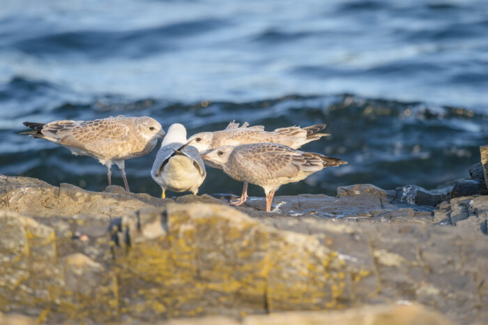 Fiskemåke (Larus canus)