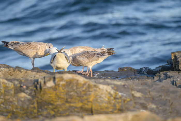 Fiskemåke (Larus canus)