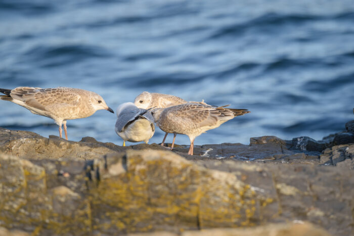 Fiskemåke (Larus canus)