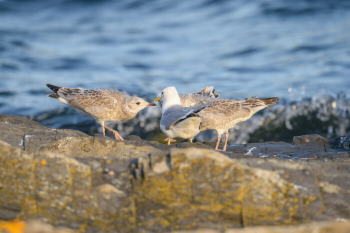 Fiskemåke (Larus canus)