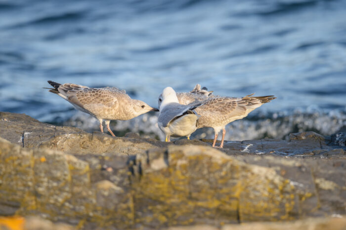 Fiskemåke (Larus canus)