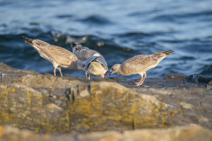 Fiskemåke (Larus canus)