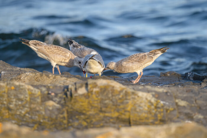 Fiskemåke (Larus canus)