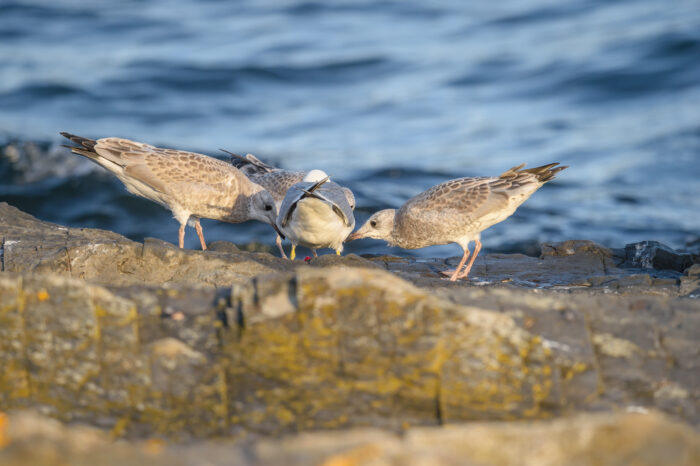 Fiskemåke (Larus canus)