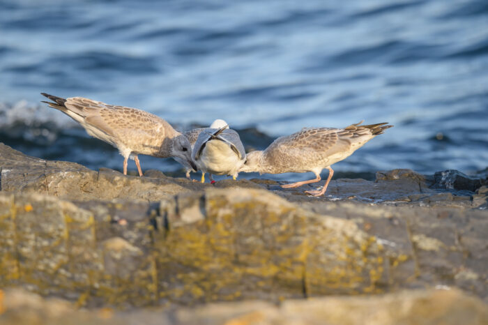 Fiskemåke (Larus canus)