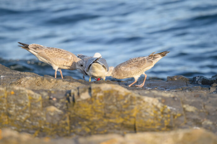 Fiskemåke (Larus canus)