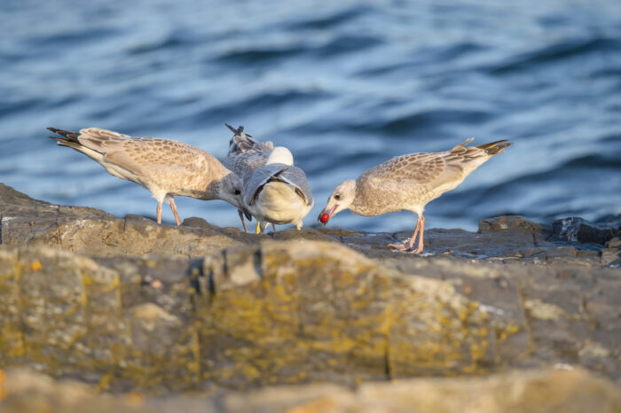 Fiskemåke (Larus canus)