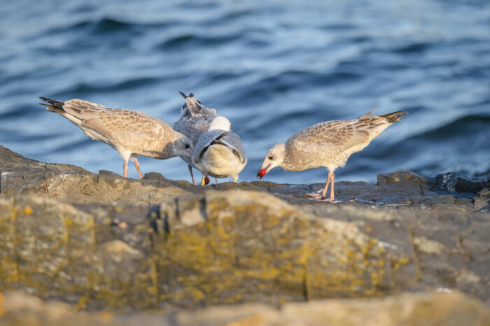 Fiskemåke (Larus canus)