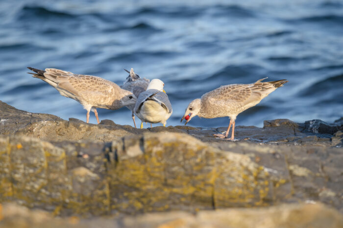 Fiskemåke (Larus canus)