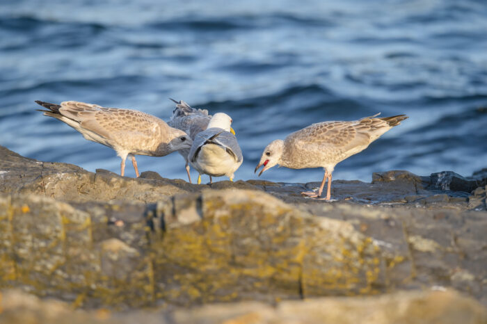 Fiskemåke (Larus canus)