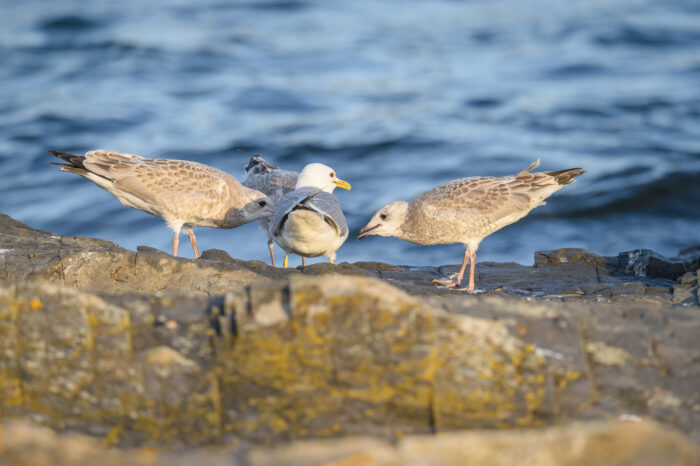 Fiskemåke (Larus canus)