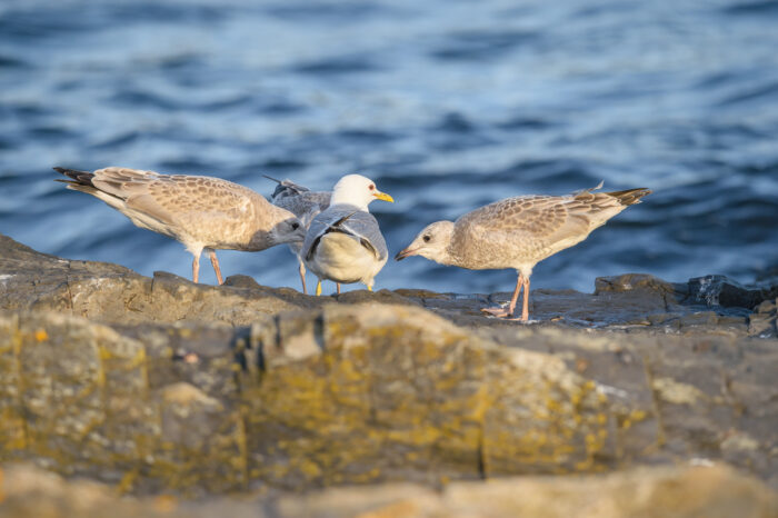 Fiskemåke (Larus canus)