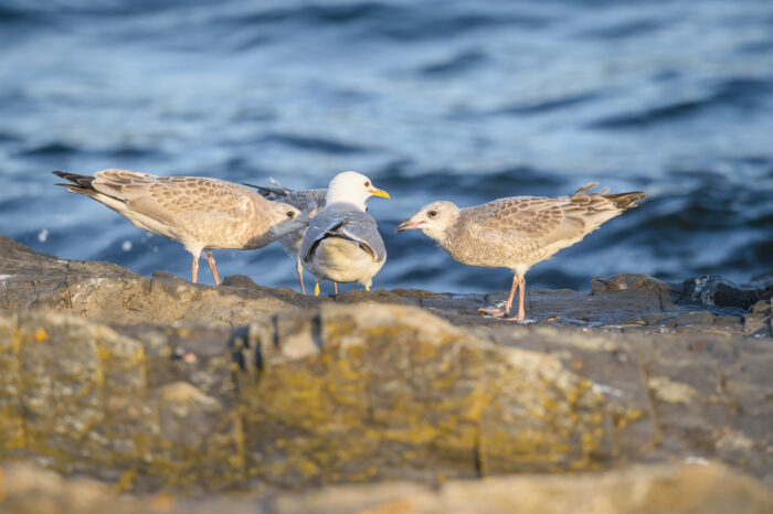 Fiskemåke (Larus canus)