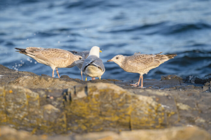 Fiskemåke (Larus canus)