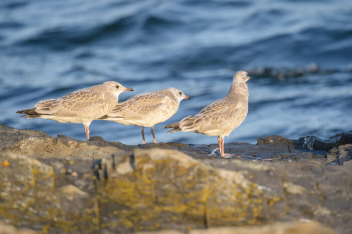 Fiskemåke (Larus canus)