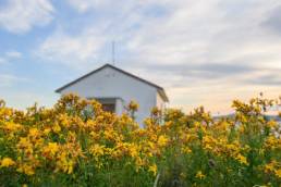 Prikkperikum - Common St. John's-Wort (Hypericum perforatum)