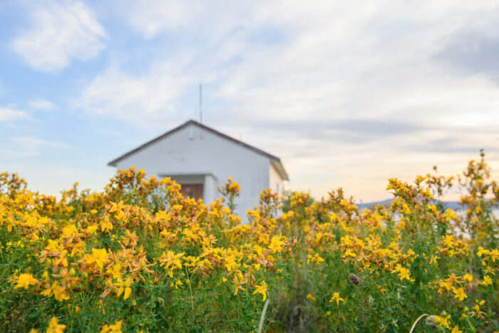 Prikkperikum (Hypericum perforatum)