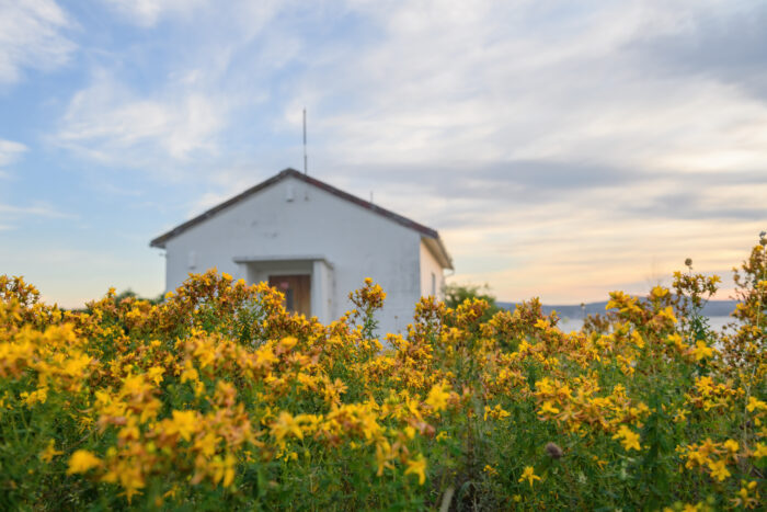 Prikkperikum (Hypericum perforatum)