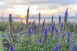 Aksveronika – Spiked Speedwell (Veronica spicata)