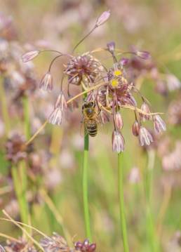 Villøk (Allium oleraceum)