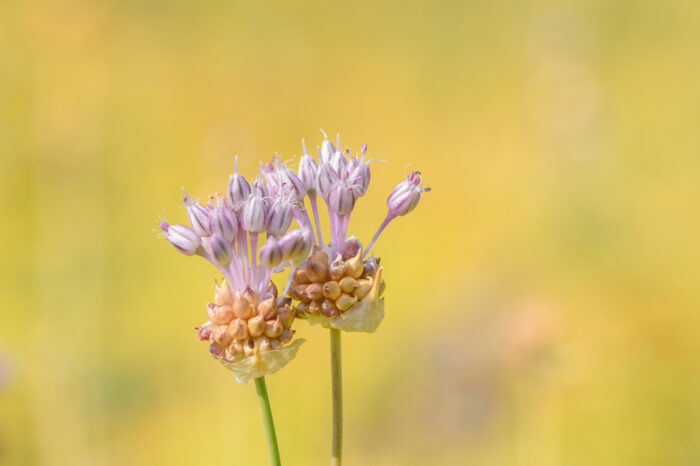 Strandløk (Allium vineale)