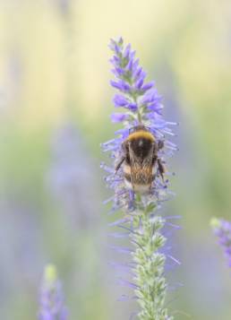 Jordhumle - Bumble Bee (Bombus sp)