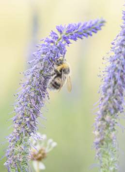 Jordhumle - Bumble Bee (Bombus sp)