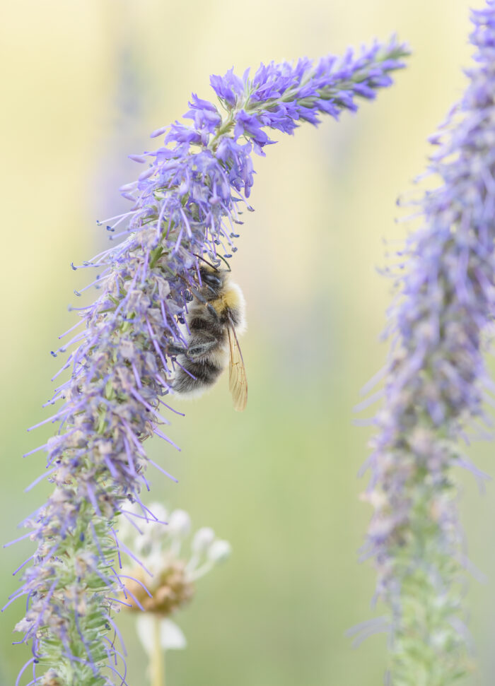 Jordhumle (Bombus)