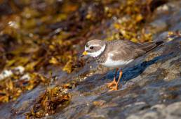 Sandlo (Charadrius hiaticula)