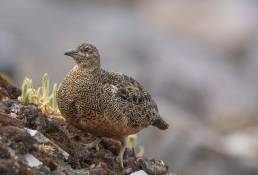 Rufous-bellied Seedsnipe (Attagis gayi)