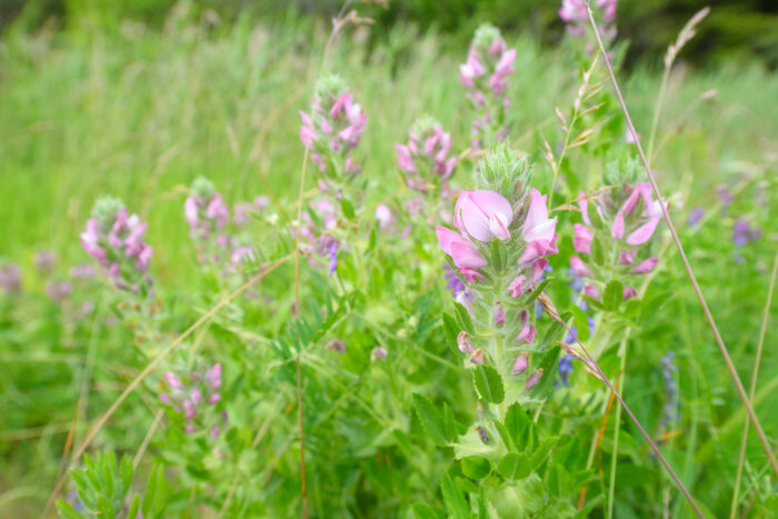 Bukkebeinurt (Ononis arvensis)