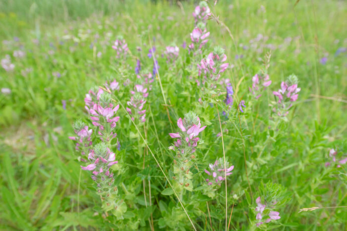 Bukkebeinurt (Ononis arvensis)