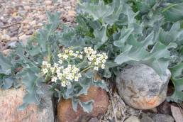 Strandkål (Crambe maritima)