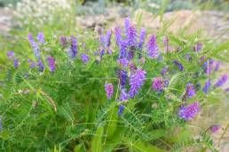 Fuglevikke (Vicia cracca)