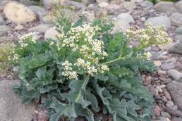 Strandkål (Crambe maritima)