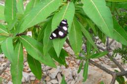 Mimic (Hypolimnas misippus)