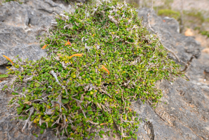 Ballochia rotundifolia