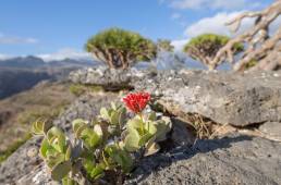 Kalanchoe farinacea