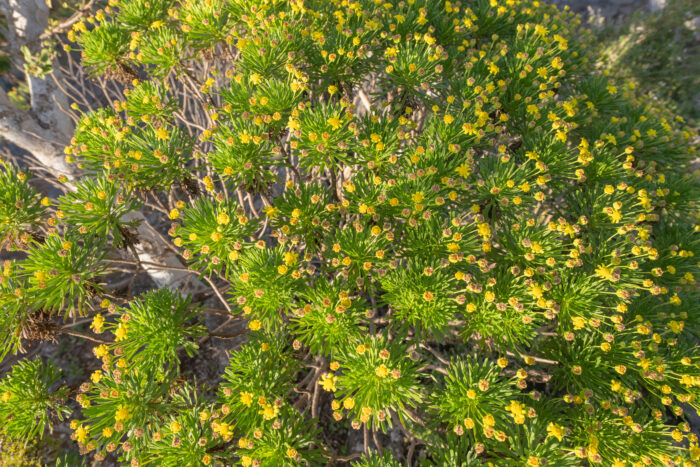 Euryops arabicus