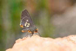 Coeliades anchises ssp. jucunda